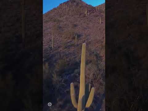 Drone Meets Cactus: Drone Crash Collection 109