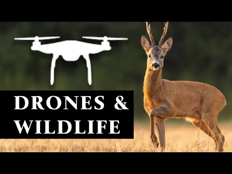 The Importance of Drone Pilot Awareness in Wildlife Areas