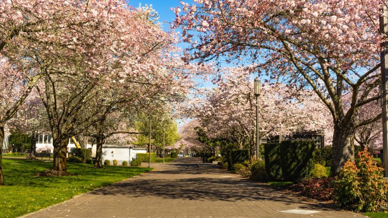 Capitol Cherry Trees
