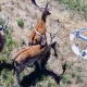 The Importance of Drone Pilot Awareness in Wildlife Areas