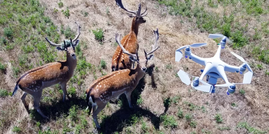 Aerial Northwest - The Importance of Drone Pilot Awareness in Wildlife Areas